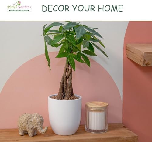 Harvester Peach Tree Shrub Live Fruit Plant for Planting - Grafted - One of The Highest Yielding Peach Trees (3 Gallon - Set of 2 Potted) - Image 6