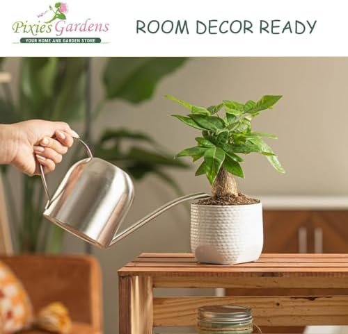 Harvester Peach Tree Shrub Live Fruit Plant for Planting - Grafted - One of The Highest Yielding Peach Trees (3 Gallon - Set of 2 Potted) - Image 3