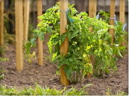 Greenes Fence 3 Ft. Wooden Garden and Sign Post Stakes (25-Pack) - Image 3