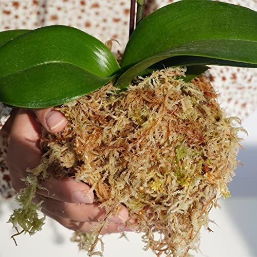 Sphagnum Moss 1.2 lb Perfect for DIY Moss Pole, Great Potting Mix for Indoor Plants, Help with Maintain Humidity - Image 3