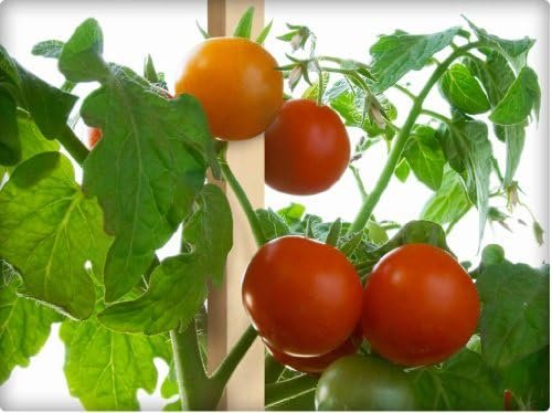 Greenes Fence 3 Ft. Wooden Garden and Sign Post Stakes (25-Pack) - Image 4