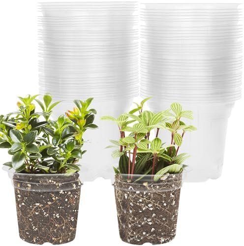 winemana 4 Inch Seed Starter Tray for Vegetable Herb Lettuce Seeds, Plant Pots for Potting Soil Indoor Plants, Clear Nursery Pots Plastic Planting Pots Garden Flower Pots- 60 Packs