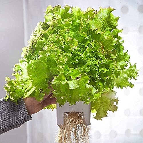 Smart Hydroponic Growing System,7L Indoor Hydroponic Garden Kit for Herb,Zucchini,Tomato,Pepper,Unique Gardening Christmas Gifts for Wife,Husband,Dad (60inch Trellis Without Growlight) - Image 8