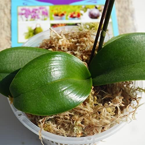 Sphagnum Moss 1.2 lb Perfect for DIY Moss Pole, Great Potting Mix for Indoor Plants, Help with Maintain Humidity - Image 4