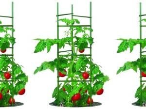 Gardener's Blue Ribbon 3-Pack Ultomato Tomato Plant Cage