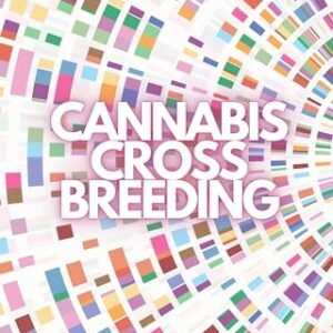 Cannabis Crossbreeding: Creating Your Strain Library: Techniques for breeding cannabis to create unique strains
