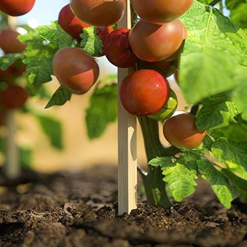 Greenes Fence 3 Ft. Wooden Garden and Sign Post Stakes (25-Pack) - Image 2