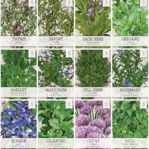 Seed Needs, Herb Seeds Variety Pack Culinary Herb Collection (12 Individual Herbs for Planting Indoors or Outdoors) Grow Your Own Organic Herb Garden - Heirloom, Non-GMO