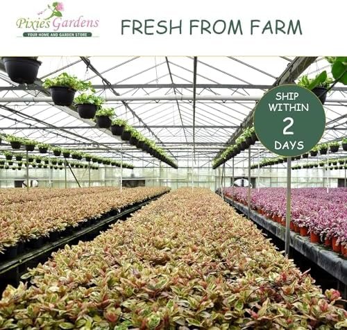 Harvester Peach Tree Shrub Live Fruit Plant for Planting - Grafted - One of The Highest Yielding Peach Trees (3 Gallon - Set of 2 Potted) - Image 5