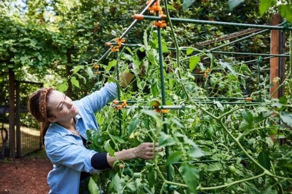 5-Foot Plant Support Kit | All You Need to Build A Cage, Trellis, Fence, Or Any Combination of Shapes | Great for Tomatoes, Cucumbers, and More (Tangerine Orange) - Image 6