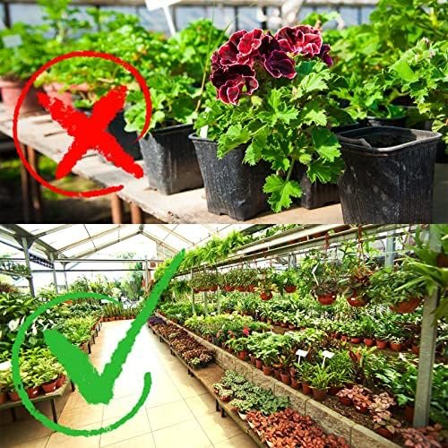 200 Pcs 6 Inch Plastic Plants Nursery Pot Seed Starting Pots Planting Pots Planter Seedling Pots Seedling Flower Plant Container for Indoor Outdoor Garden Seedling Cutting Transplanting - Image 4